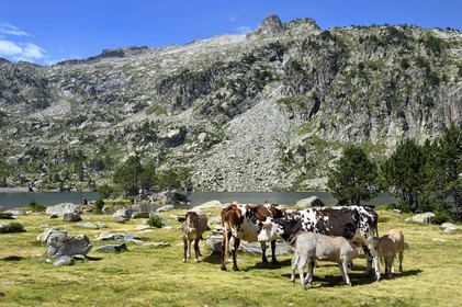 France, Hautes-Pyrénées (65), Saint-Lary-Soulan et Vielle-Aure, Réserve naturelle nationale du Néouvielle, randonnée des lacs du Neouvielle, vaches en estives au lac d'Aubert