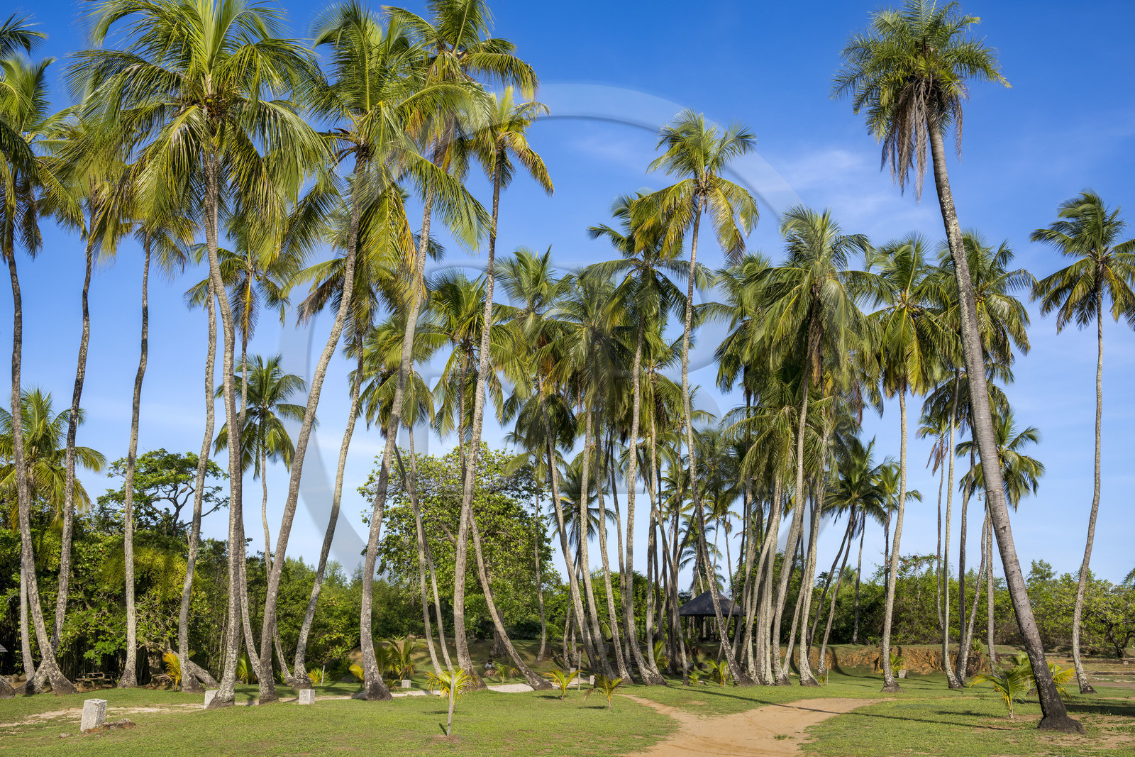 France, Guyane, Cayenne, Pointe Buzaré, la mer y est présente dans les périodes où la mangrove se retire