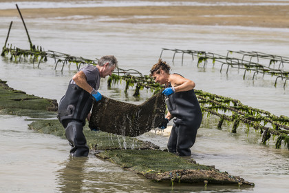 France, Charente-Maritime (17), Ile d'Oléron, Dolus-d’Oléron, les parcs du bassin de Marennes-Oléron dans le Pertuis d'Antioche, Nadia Quillet et son mari Eric retournent des poches de crassostrea gigas dans leurs parcs à huîtres à marée descendante