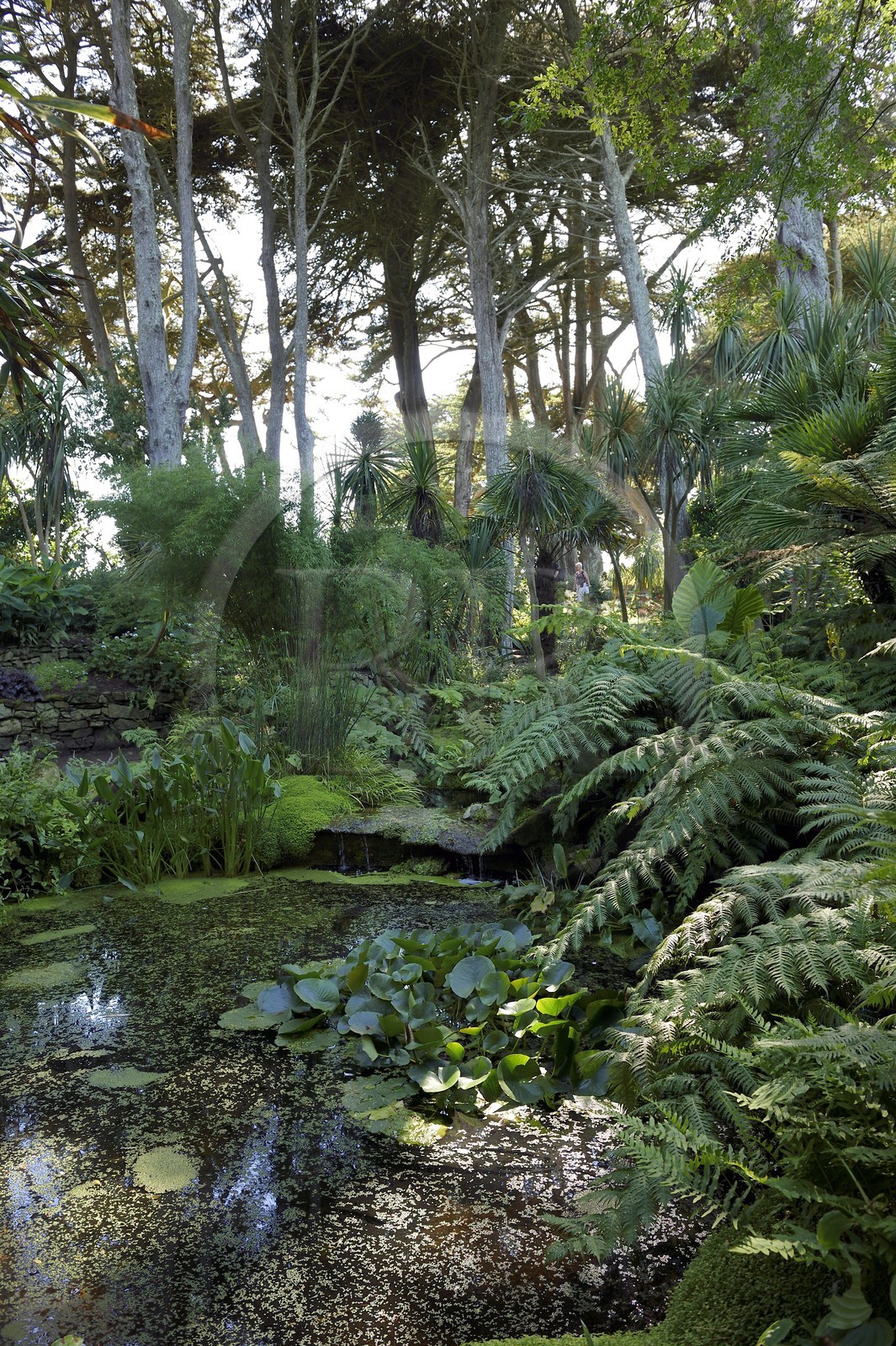 France, Finistere, Ile de Batz, Georges Delaselle Garden or colonial garden, an exotic garden with a unique botanical collection from the five continents