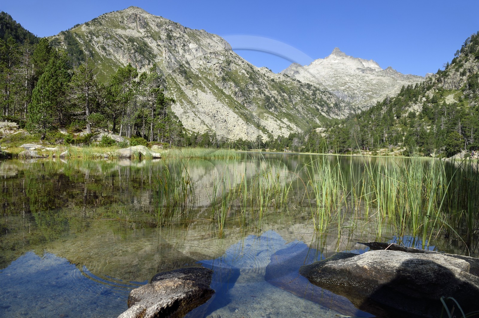 France, Hautes-Pyrénées (65), Saint-Lary-Soulan, Réserve naturelle nationale du Néouvielle, randonnée des lacs du Neouvielle, les Laquettes