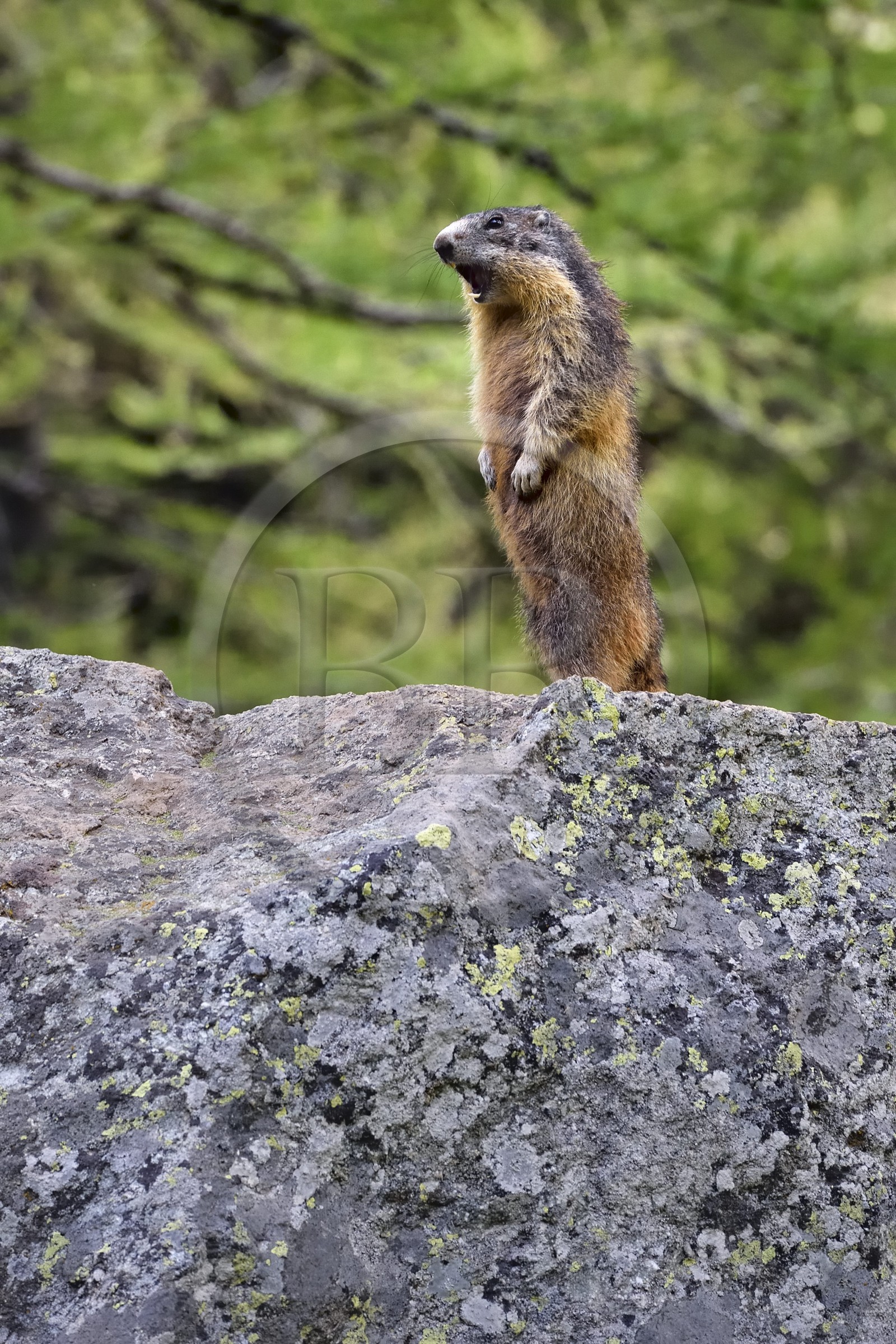 France, Alpes-Maritimes (06), parc national du Mercantour, vallée de la Valmasque, marmotte (Marmota) appelée siffleux au Québec car quand il y a un danger, elle émet un sifflement puissant pour donner l'alerte aux autres marmottes qui vont alors se réfugier dans leur terrier