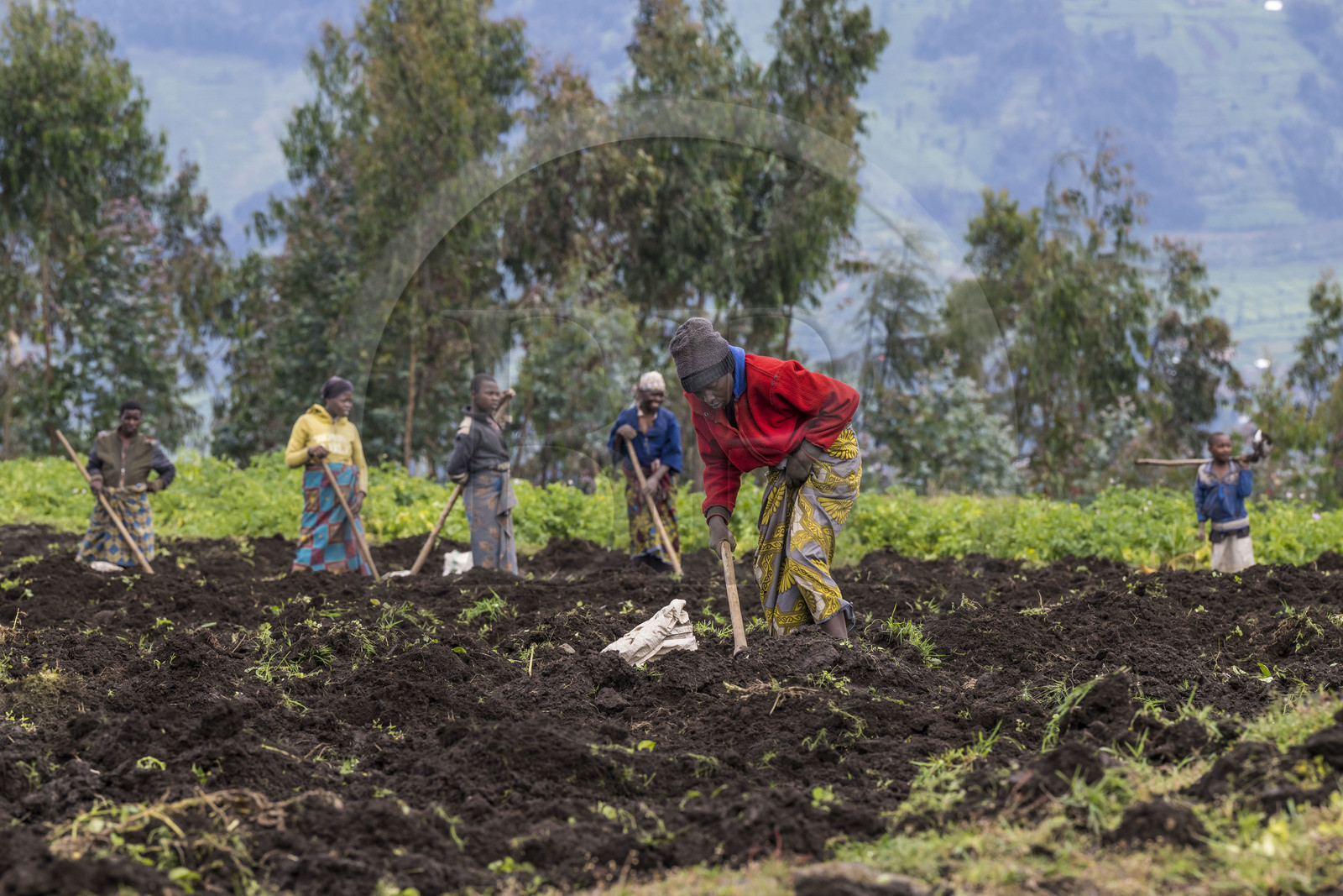 Rwanda, Province du Nord, District de Musanze (Ruhengeri), culture des champs sur les pentes volcaniques du mont Karisimbi dans les montagnes des Virunga en bordure du Parc national des Volcans où vivent les gorilles