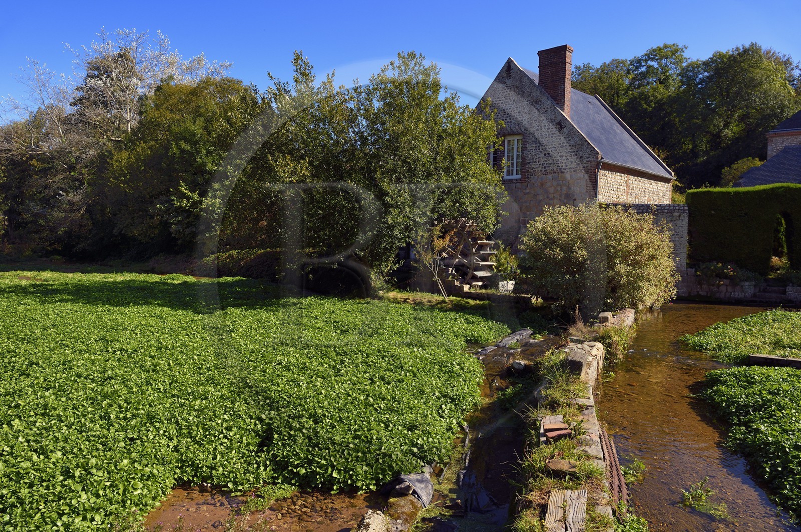 France, Seine-Maritime (76), Côte d'Albatre, Pays de Caux, Veules-les-Roses, labellisé Les Plus Beaux Villages de France, ancien moulin et cressonnières arrosées par la Veules fleuve célèbre pour la faible longueur de son cours (1 100 m)