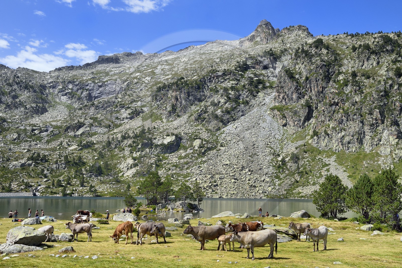 France, Hautes-Pyrénées (65), Saint-Lary-Soulan et Vielle-Aure, Réserve naturelle nationale du Néouvielle, randonnée des lacs du Neouvielle, vaches en estives au lac d'Aubert