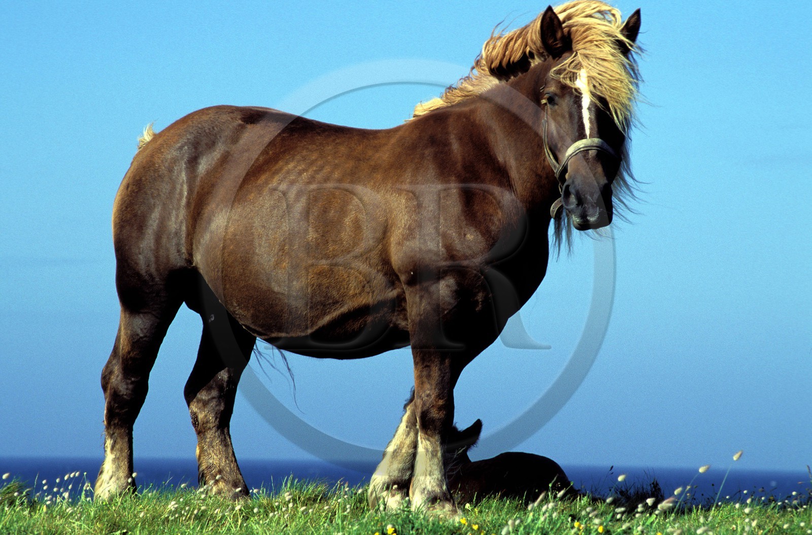 France, Finistère (29), île de Batz, une jument de labour avec son poulain
