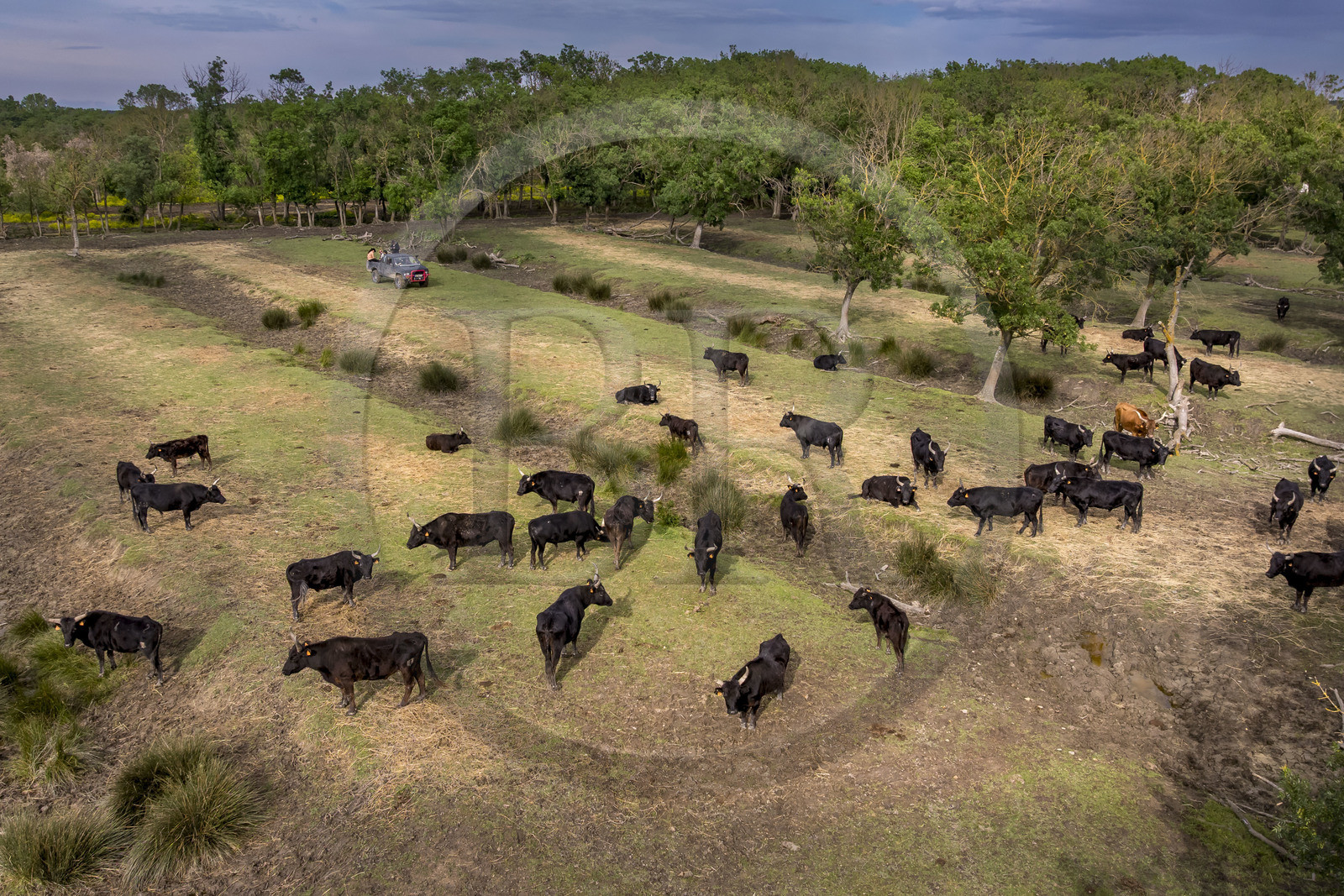 France, Gard (30), Saint-Gilles du Gard, manade Pierre Aubanel & fils, taureaux camarguais appelés Raço di Biou, visite de la propriété en 4x4 (vue aérienne)