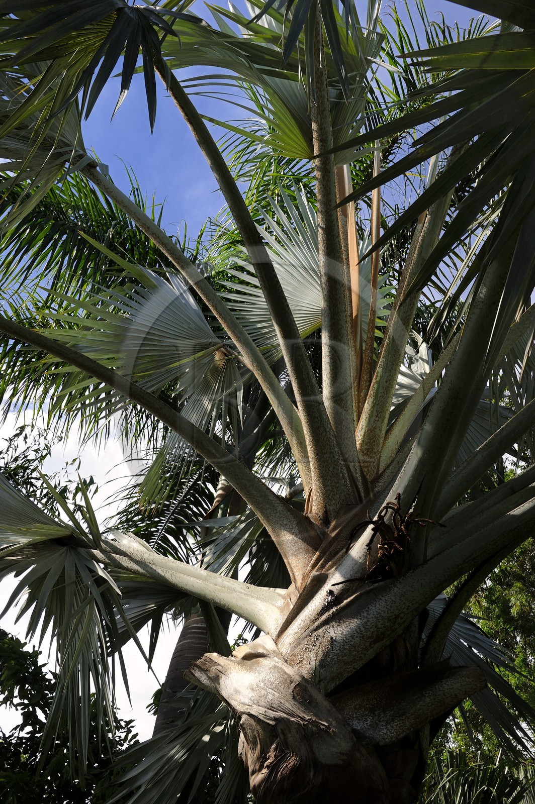France, Ile de la Reunion, Petite Ile, jardin tropical, palmier bismarckia nobilis