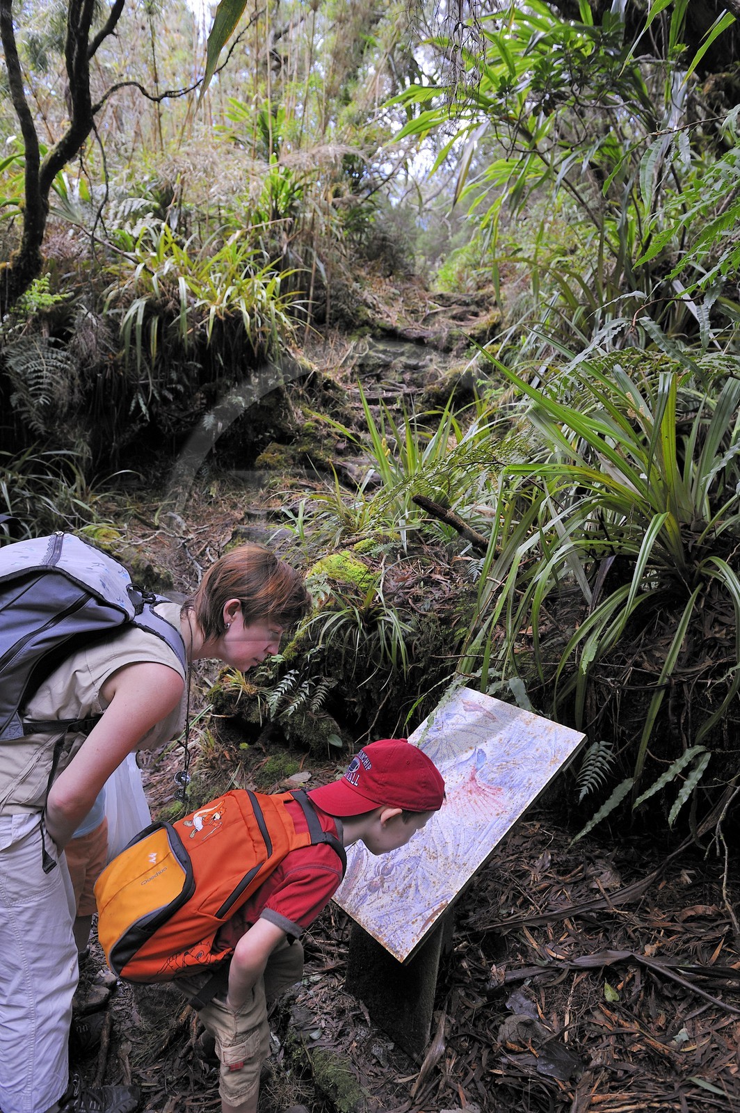 France, île de la Réunion, forêt de Bélouve