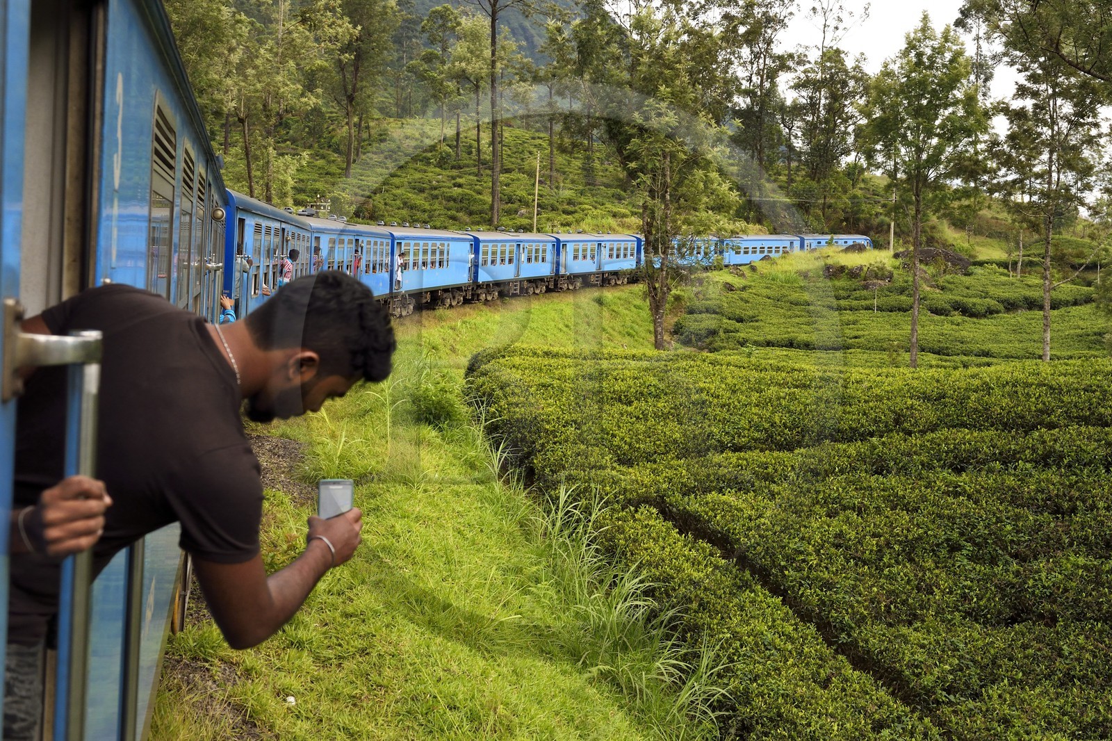 Sri Lanka, Central Province, the popular scenic train ride through the tea growing hill country between Hatton and Badulla, here between Talawakele and Great Western, tea plantation