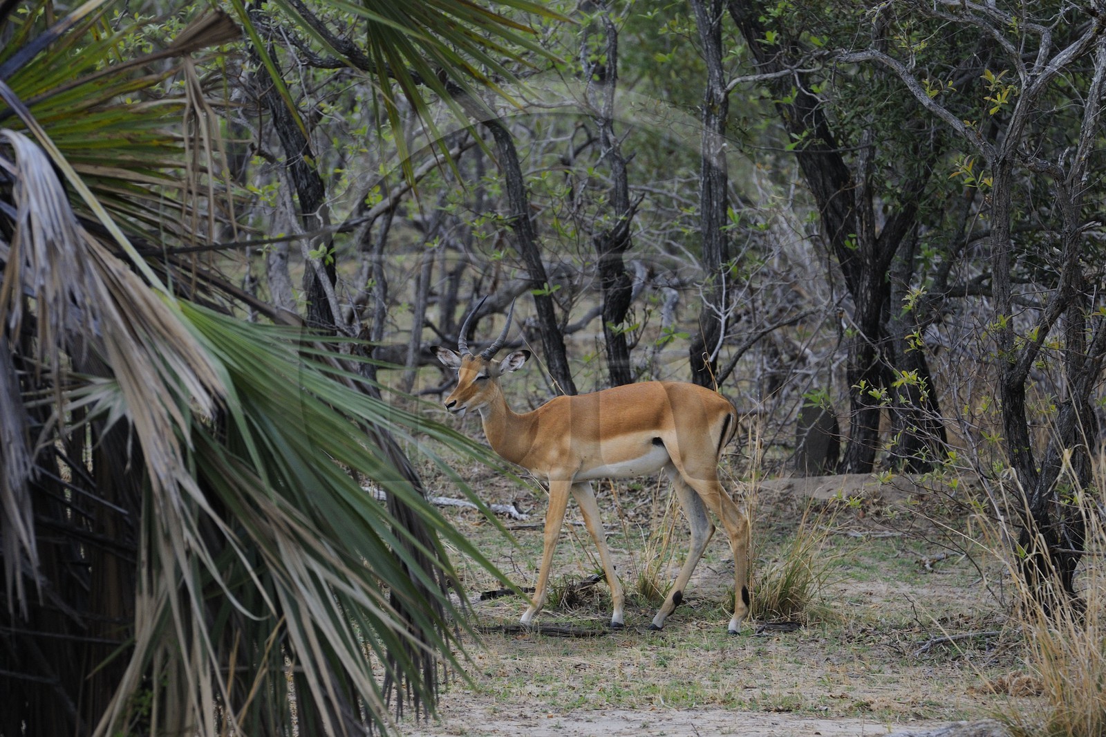 Tanzanie, Reserve de gibier de Selous une des plus grandes zones protégées au monde et inscrite sur la liste du patrimoine mondial de l’Unesco depuis 1982, impala (Aepyceros melampus)