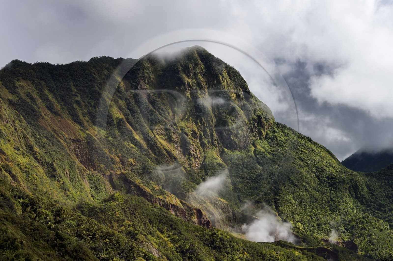 Caribbean, Dominica Island, Castle Bruce, Morne Trois Pitons National Park listed as World heritage by UNESCO, the tropical forest around the Boiling Lake whose vapors can be seen