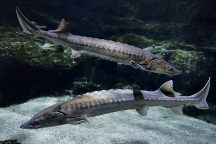 France, Charente-Maritime, La Rochelle, Aquarium La Rochelle, Compulsory Mention, Atlantic Zone, european sea sturgeon (Acipenser sturio)