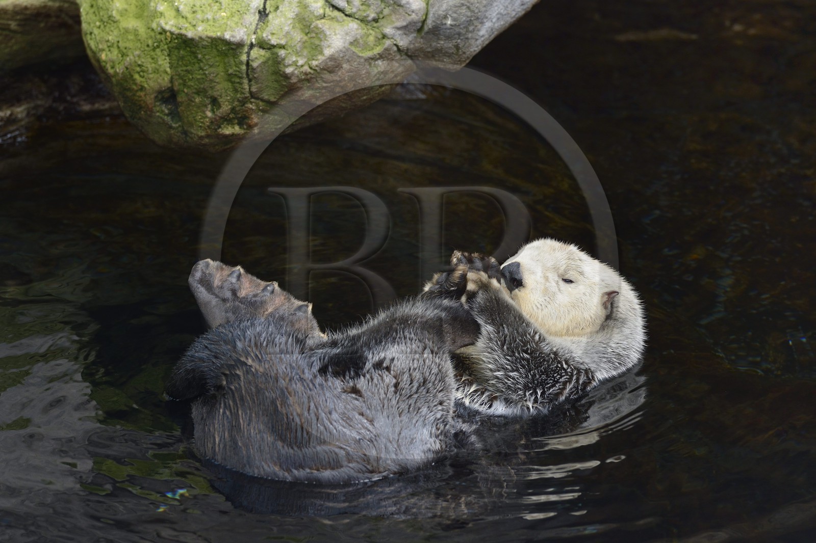 Portugal, Lisbonne, Parque das Nações (Parc des nations) construit pour l'exposition universelle de 1998, Oceanário (Oceanarium), loutre de mer (Enhydra lutris)