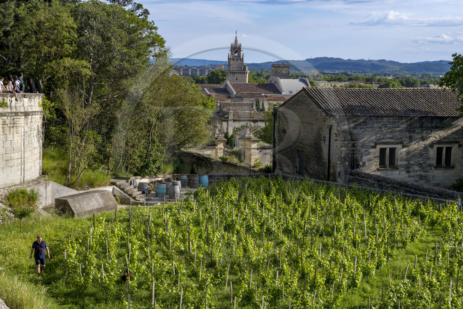France, Vaucluse (84), Avignon, la vigne du clos du palais des papes