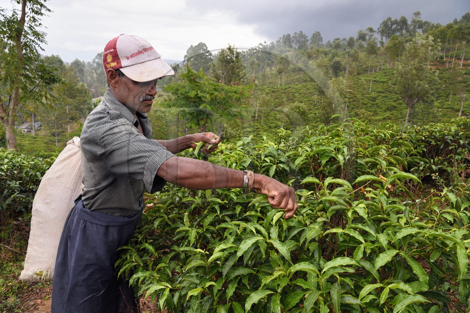 Sri Lanka, Uva Province, Bandarawela, picking tea leaves in a tea plantation