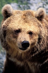 France, Hautes Pyrenees, Saint Lary Soulan, brown bear at the house of bear