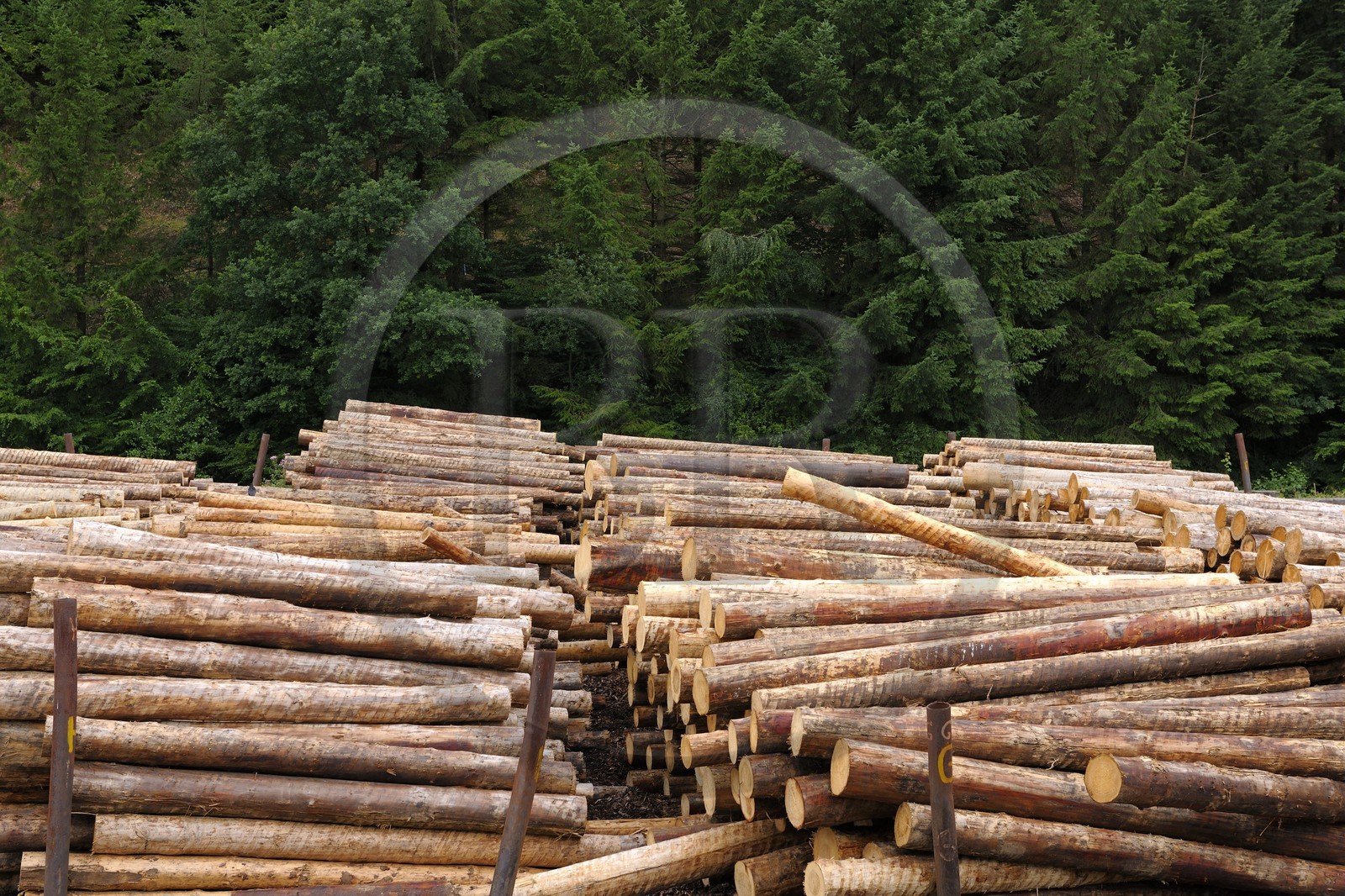 France, Moselle, Abreschviller Sciages sawmill