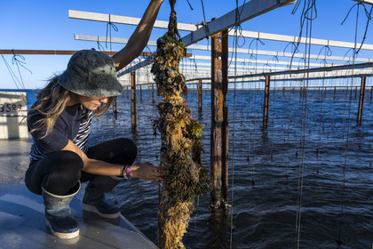 France, Herault, Etang de Thau, Meze, shellfish producers Quentin and Emmeline, suspension farming on ropes in the oyster bed