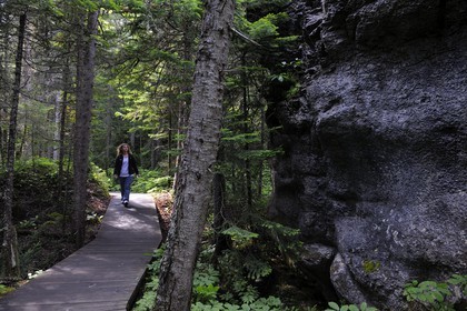 Canada, province du Québec, Côte Nord, Havre-Saint-Pierre, le Parc National Archipel de Mingan dans le golfe du Saint Laurent, forêt boréale