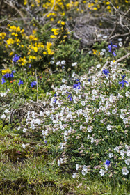 France, Côtes-d'Armor (22), Côte de Granit Rose, Trébeurden, Ile Millau, fleurs au printemps