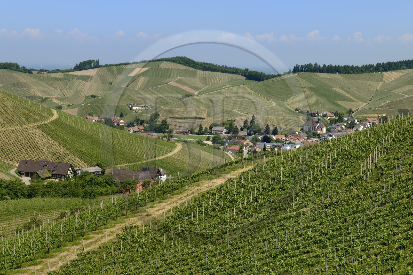 Allemagne, Bade-Wurtemberg, le vignoble à Durbach