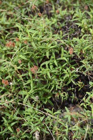 France, Haute-Corse (2B), Balagne, Le Giussani, Ciste de Montpellier (Cistus monspeliensis)