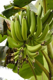 Gabon, région de Libreville, régime de banane