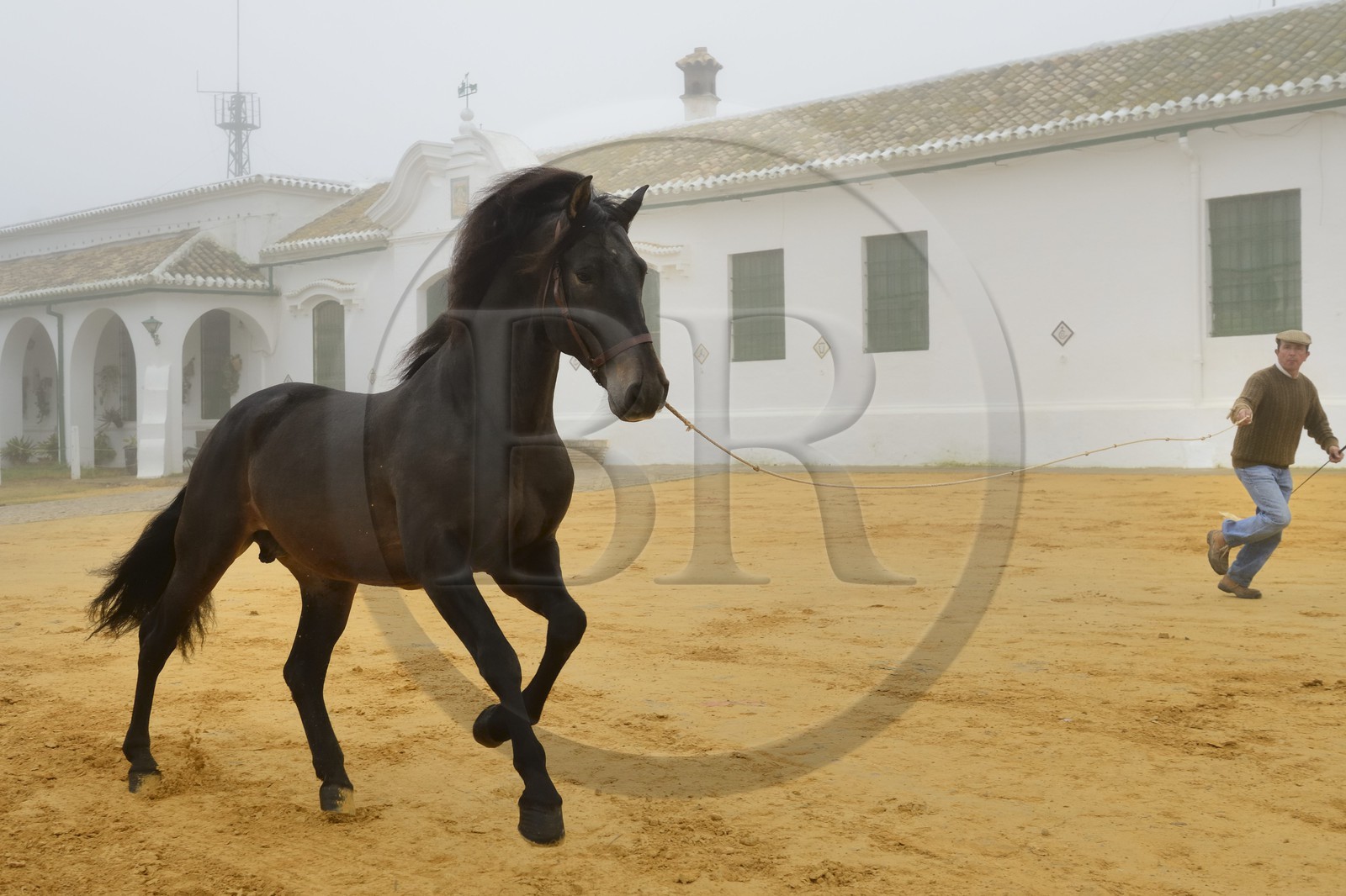 Espagne, Andalousie, province de Séville, Utrera, Finca El Pinganillo, le haras de la propriété, entrainement d'un Pure race espagnole ou PRE (Pura Raza Espanola)