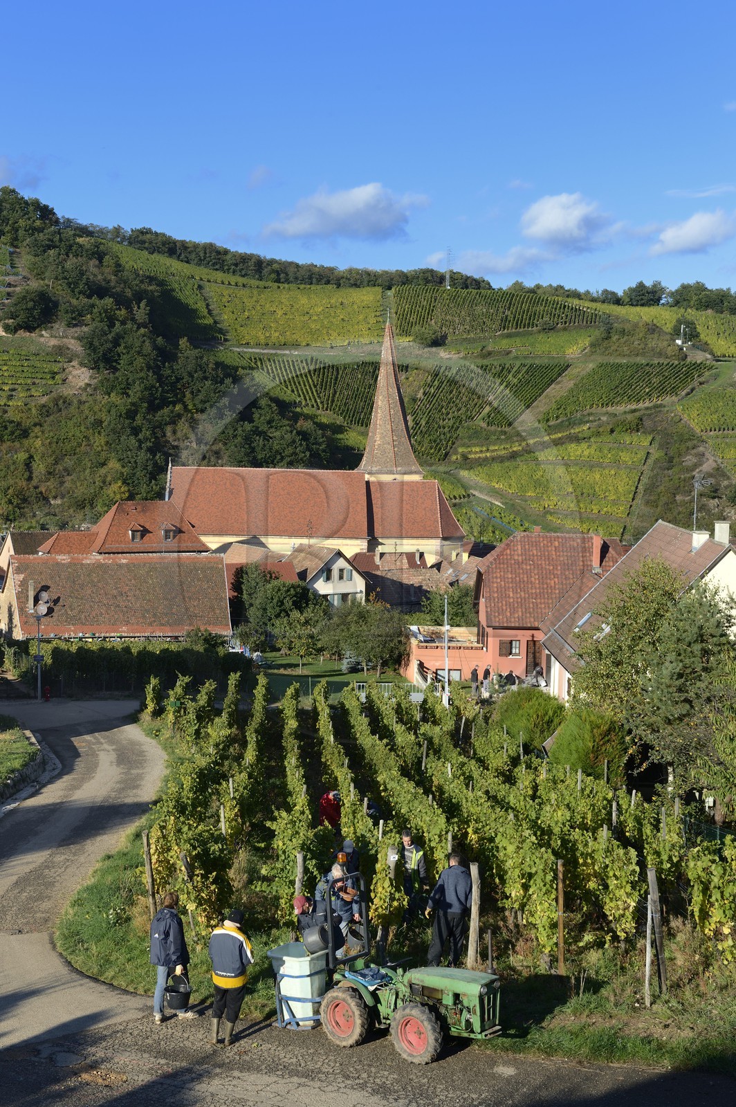 France, Haut-Rhin (68), Route des Vins d'Alsace, Niedermorschwihr, le village entouré par le vignoble et son église à clocher tors, vendanges