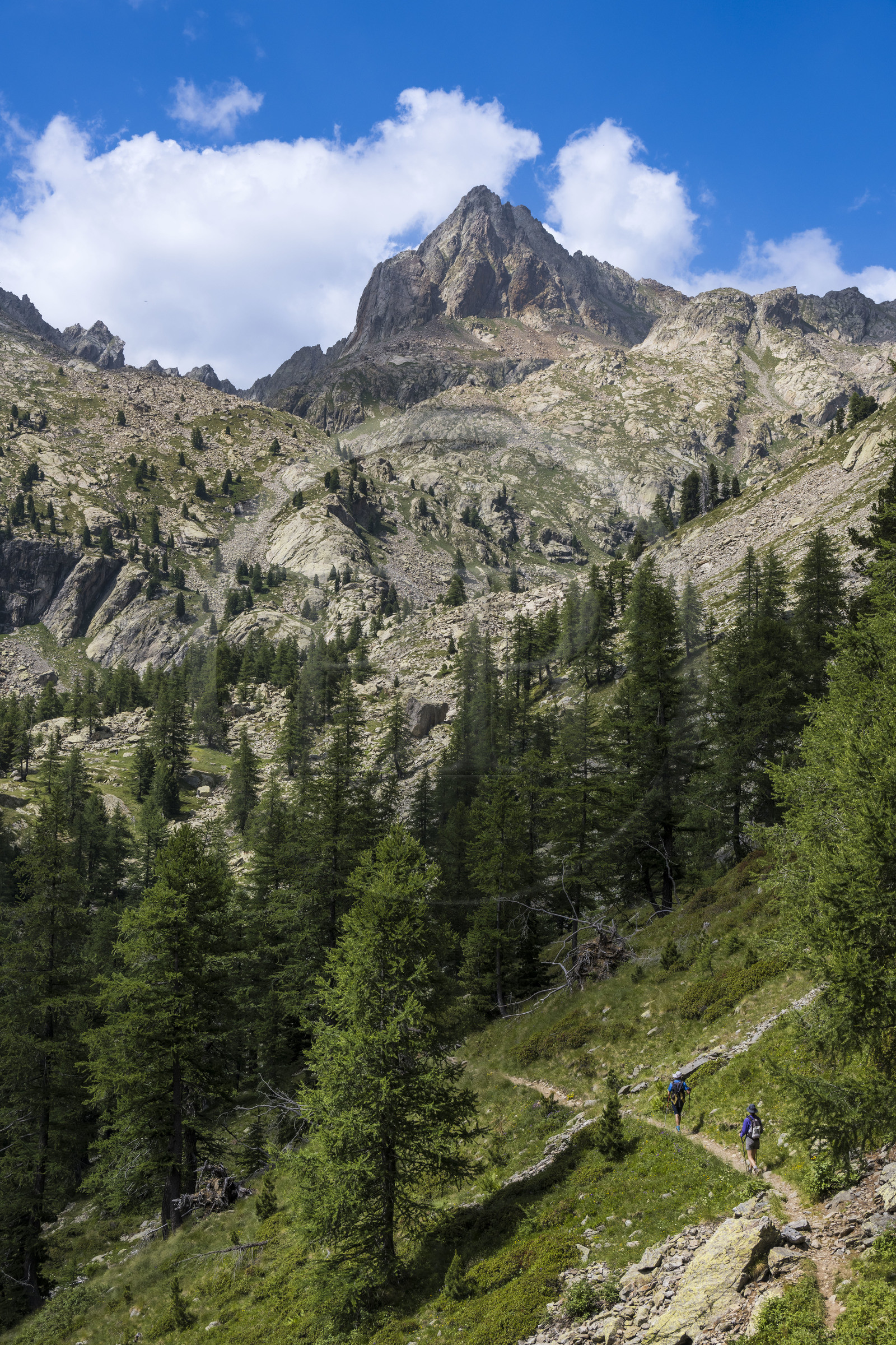 France, Alpes-Maritimes, Parc National du Mercantour (Mercantour national park), Haute Vesubie, Saint Martin Vesubie, Val du Haut Boréon, hikers on the way to the Cougourde refuge, Cime Guilié (2999m) in the background