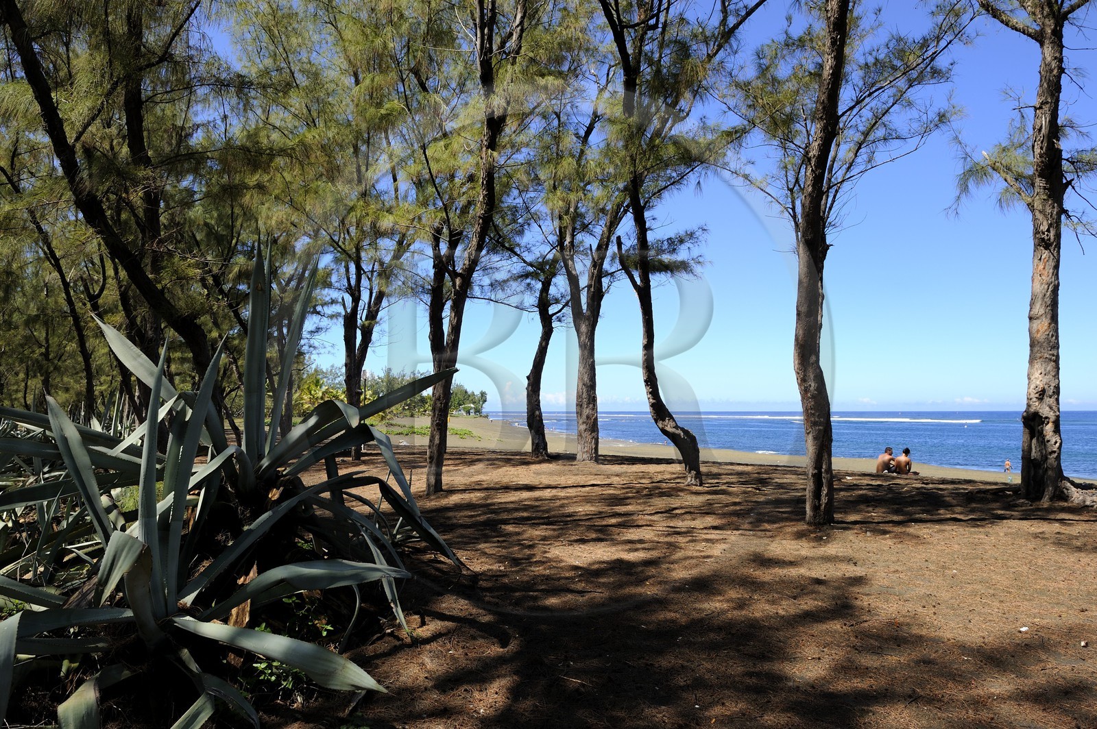 France, Ile de la Reunion, Cote Ouest, Etang-Salé les bains, Chocas bleus (Furcraea foetida) dans la foret de filaos jouxtant la plage