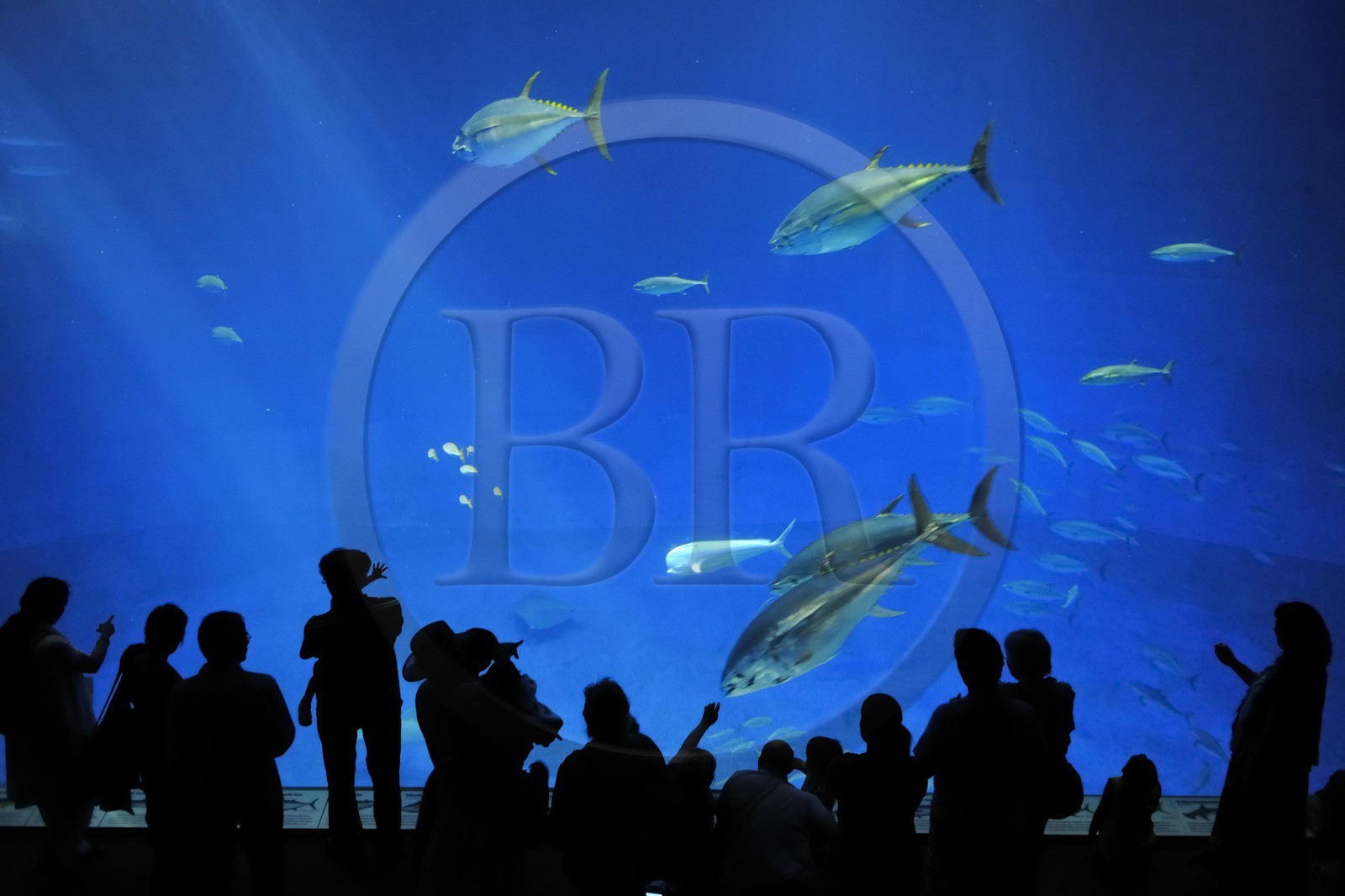 Etats-Unis, Californie, Monterey, le Monterey Bay Aquarium dans Cannery Row