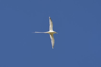 France, Reunion island (French overseas department), south coast, Petite-Ile, white-tailed tropicbird (Phaethon lepturus) is one of the emblems of the Mascarenes