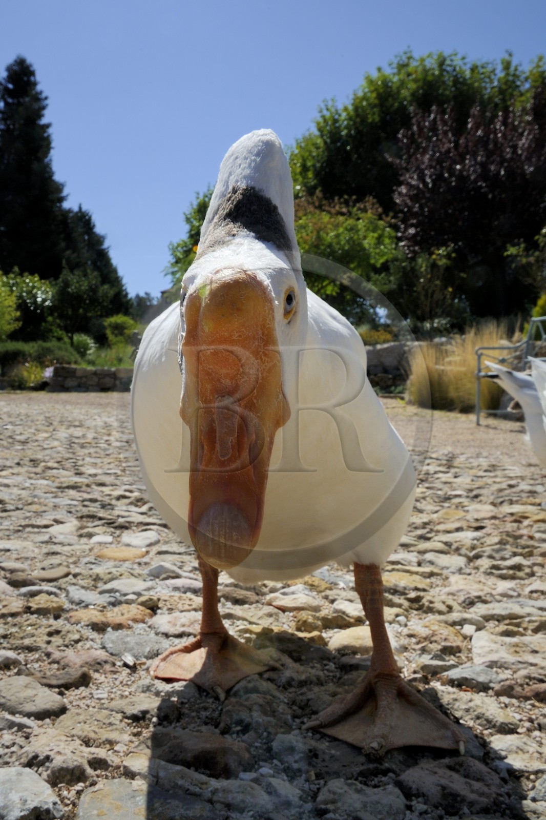 France, Var (83), Provence Verte, Bras, vers Saint-Maximin-la-Sainte-Baume, la maison d'hôtes Le Peyrourier, une campagne en Provence, oies blanches