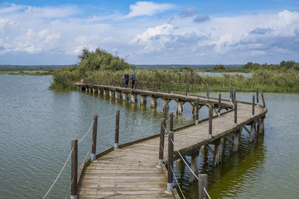 France, Gard (30), Vauvert, la Petite Camargue, réserve naturelle régionale du Scamandre, chemin de découverte sur ponton entre les roselières