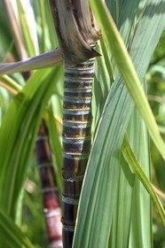 France, Ile de la Reunion, Saint Pierre, domaine de la distillerie Isautier, canne à sucre
