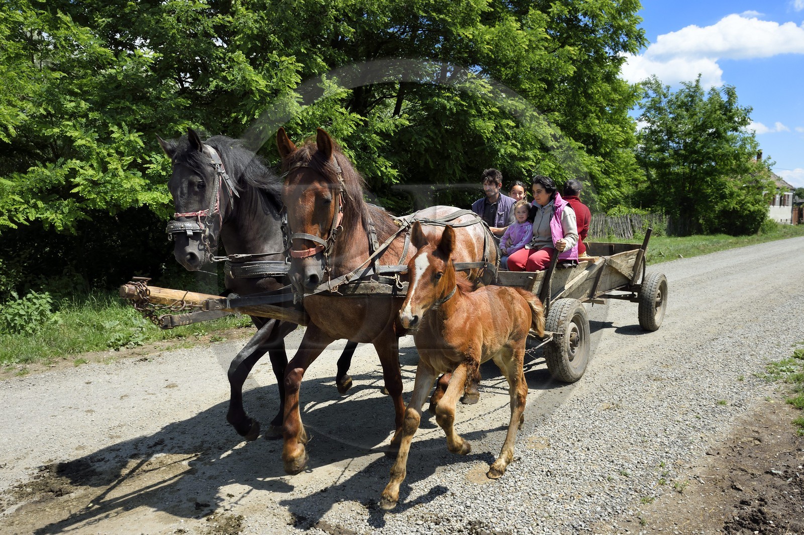 Roumanie, Transylvanie, région de Sighisoara, chariot tracté par un cheval dans le village de Movile