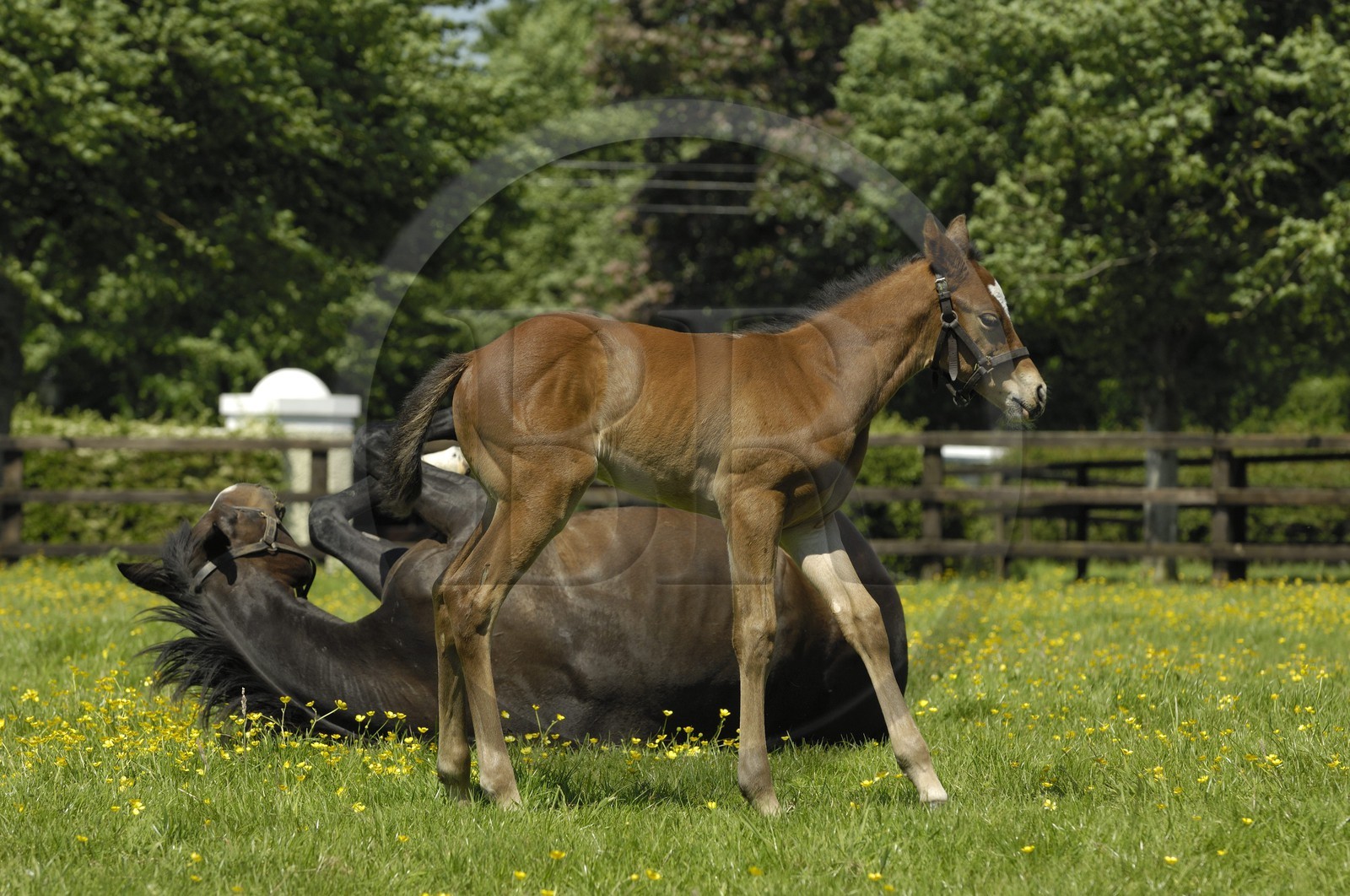 Irlande, Co. Kildare, Maynooth, harras de Derrinstown (Stud), une jument et son jeune poulain