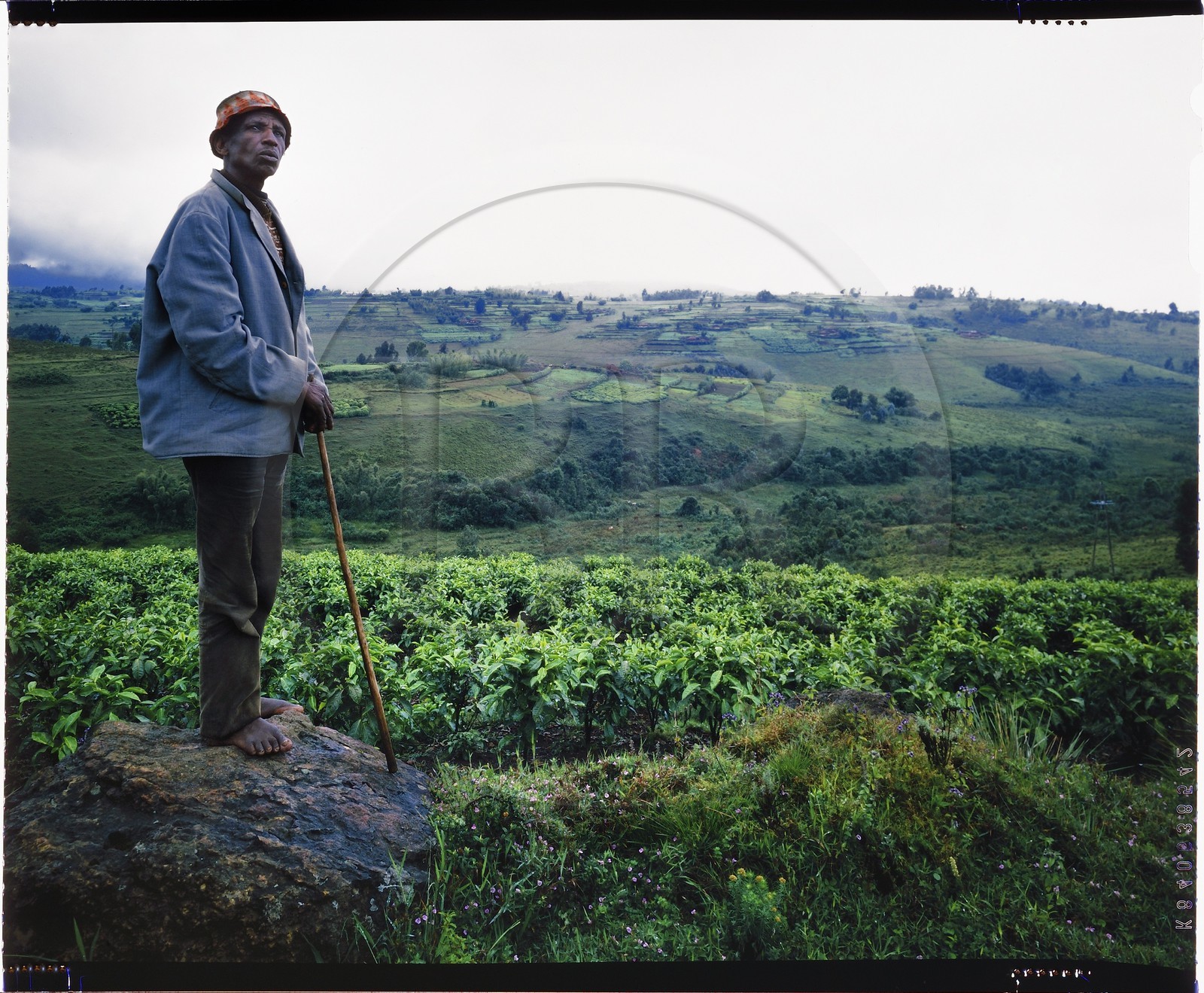 Burundi, Bujumbura Province, Ijenda area, Tutsi man in the hills and tea plantations (4x5 reversal film reproduction)