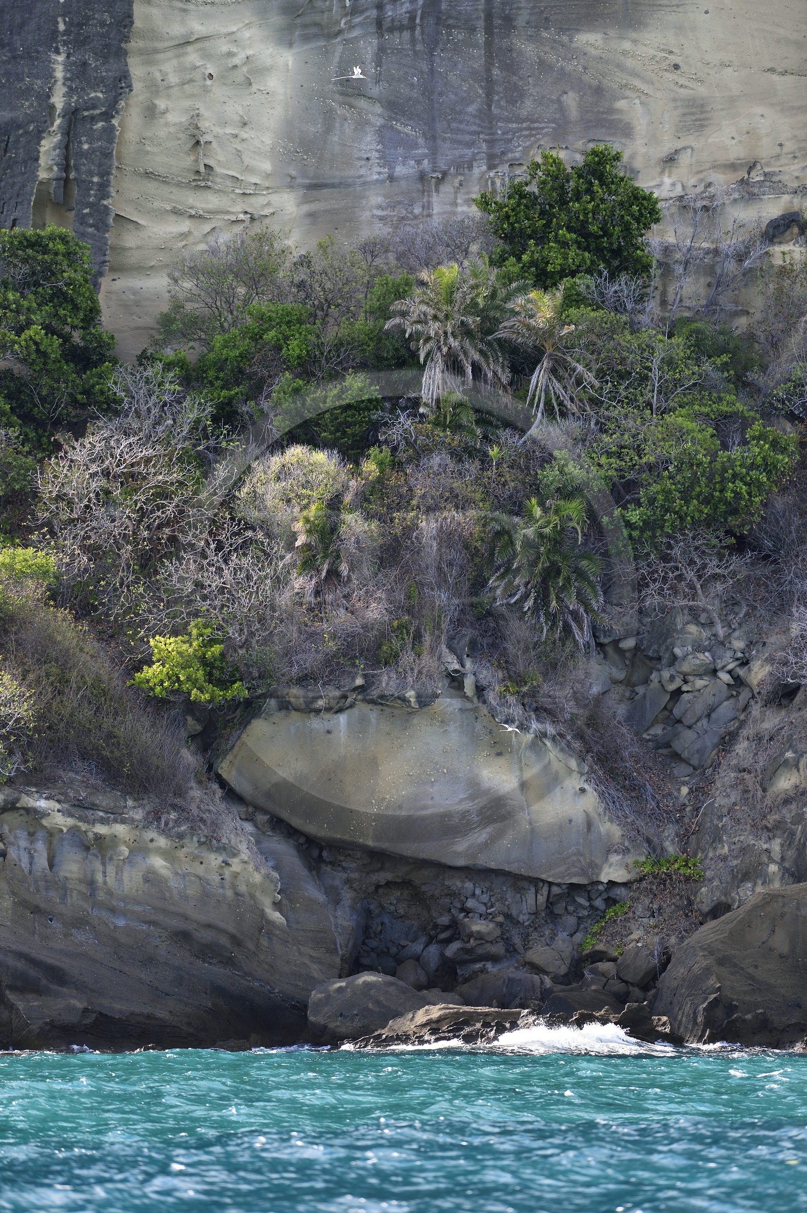 France, Mayotte island (French overseas department), Petite-Terre,  white-tailed tropicbird (Phaethon lepturus)