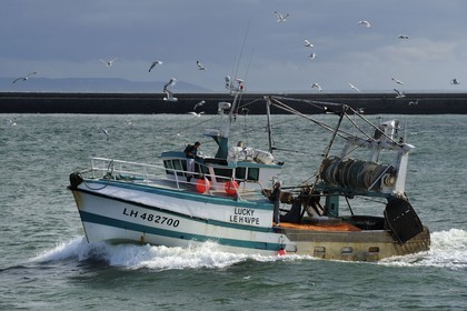 France, Seine-Maritime (76), Le Havre, bateau de pêche entrant au port suivi par une nuée de goélands