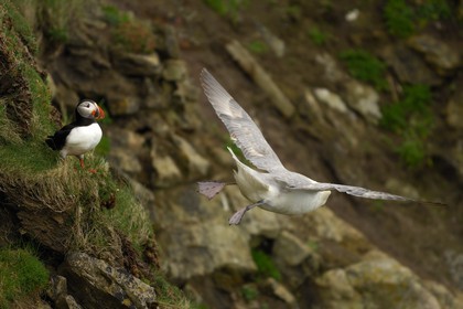 Royaume-Uni, Ecosse, les Shetland, Macareux moine