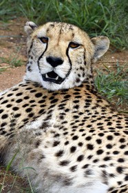 Namibia, Otjiwarongo, Cheetah Conservation Fund, research and education centre, cheetah (Acinonyx jubatus)