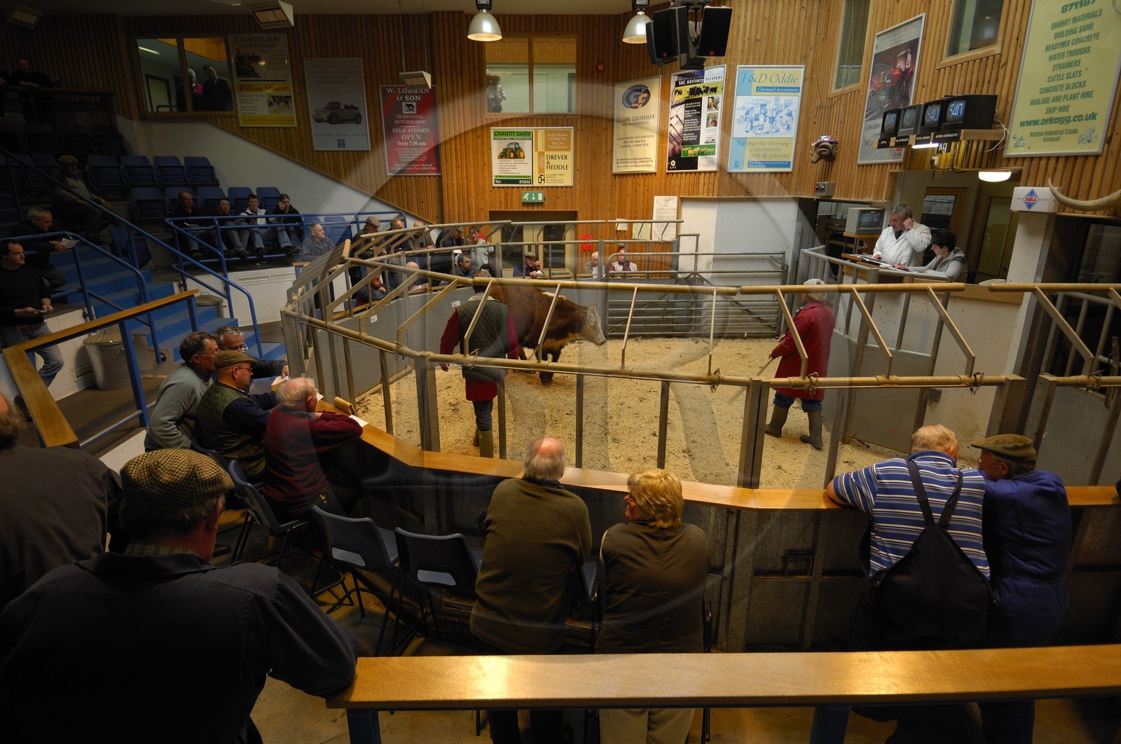 Royaume-Uni, Ecosse, Iles Orcades, Ile de Mainland, vente aux enchère du bétail