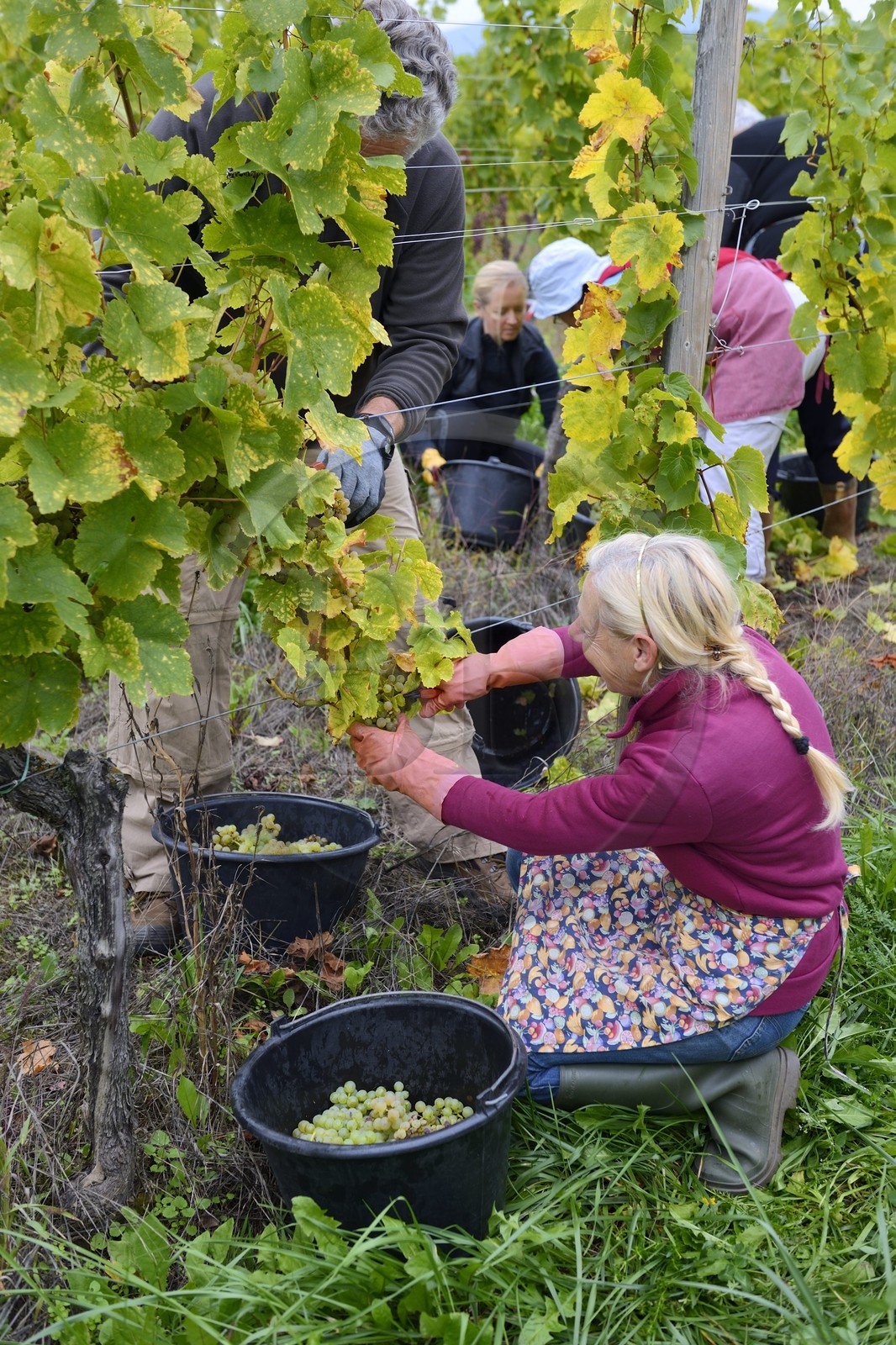 France, Bas-Rhin (67), Route des Vins d'Alsace, Mittelbergheim, labellisé Les Plus Beaux Villages de France, vendanges manuelles au domaine Wittmann