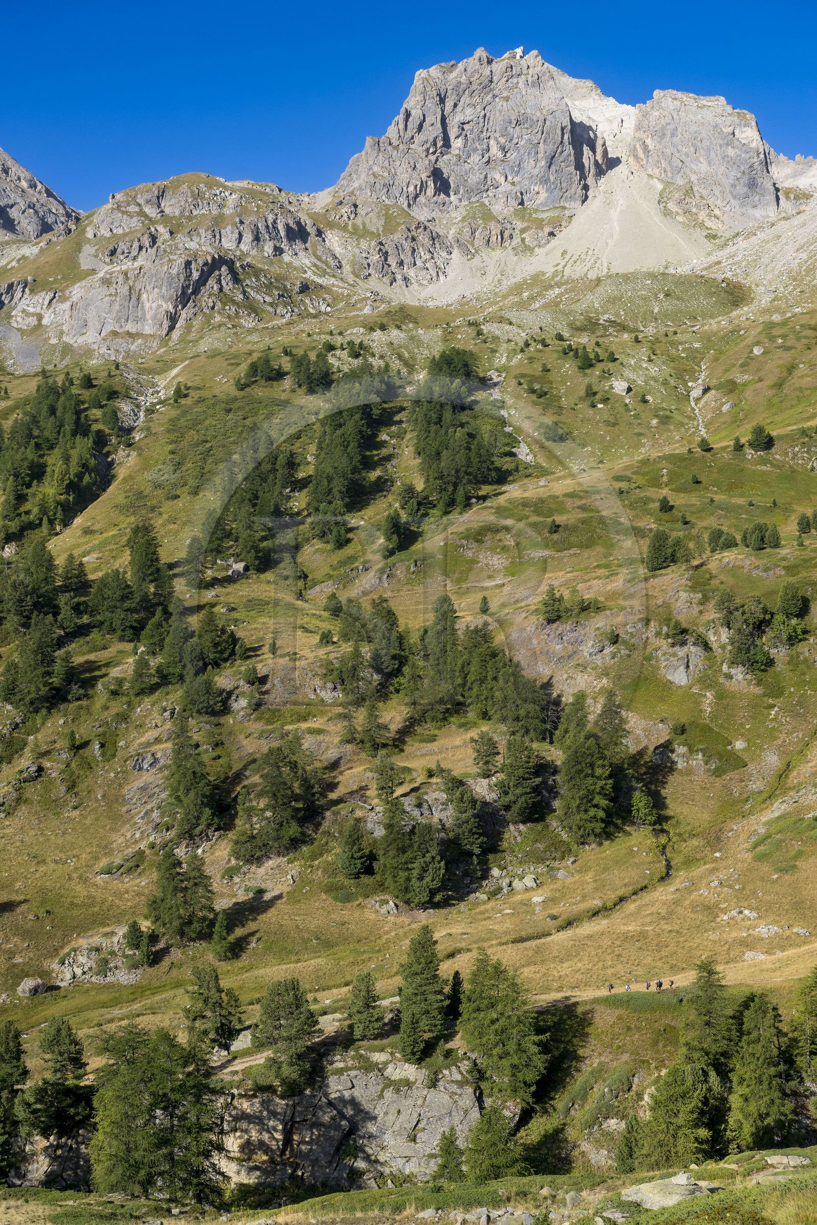 France, Hautes Alpes (05), le Briançonnais, Névache, randonneurs dans la vallée de la Clarée, le massif des Cerces en arrière-plan