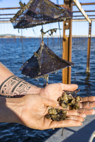 France, Hérault (34), Etang de Thau, Mèze, les producteurs de coquillages Quentin et Emmeline, jeunes huitres Ostrea edulis et naissains dans les paniers japonais