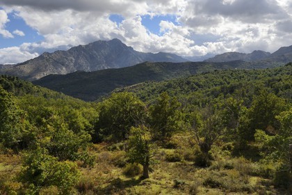 France, Haute-Corse (2B), Balagne, vallée du Giussani dans le parc naturel régional, la forêt de Tartagine