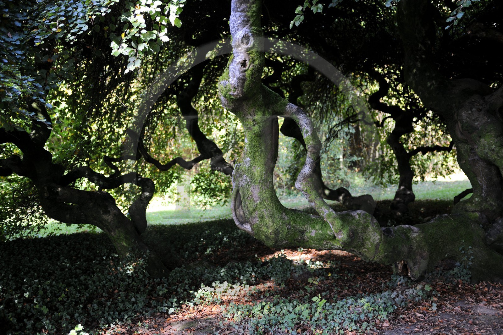 France, Vosges (88), Manufacture Royale de Bains-les-Bains, un très rare hêtre tortillard (Fagus sylvatica Tortuosa Group) dans le parc